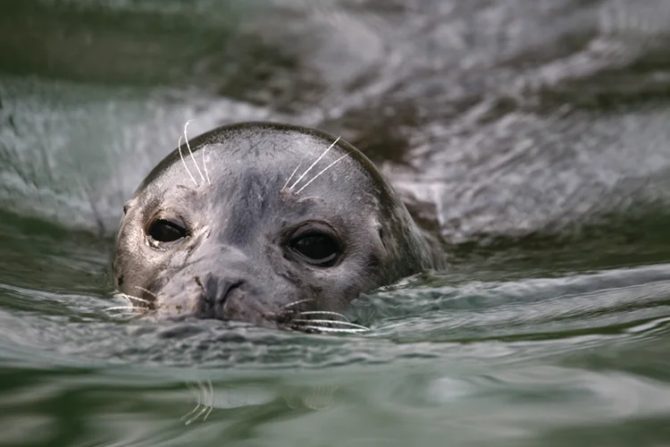 westwittering_conservation1