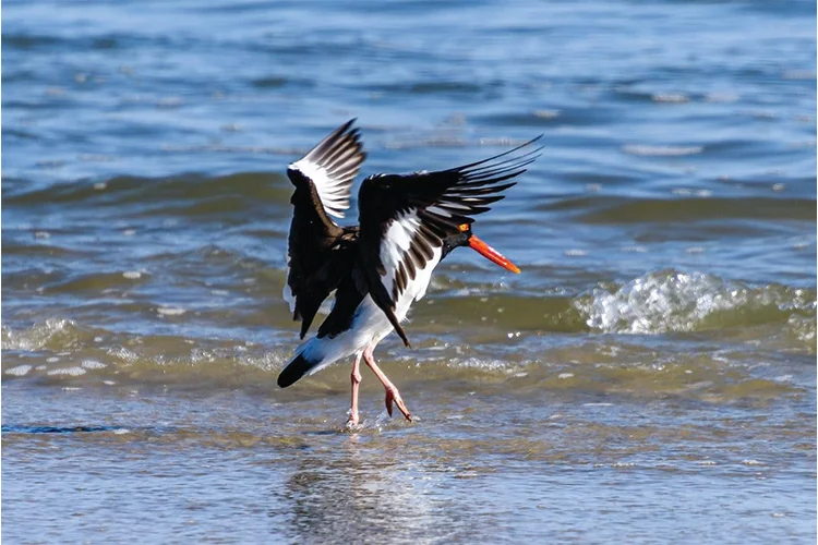westwittering_conservation2