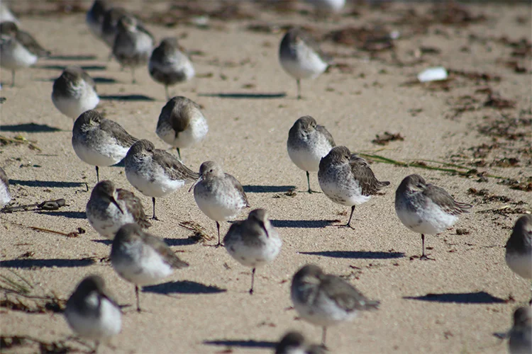 westwittering_conservation4
