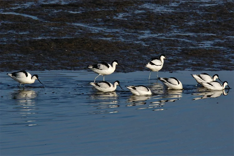 westwittering_conservation6