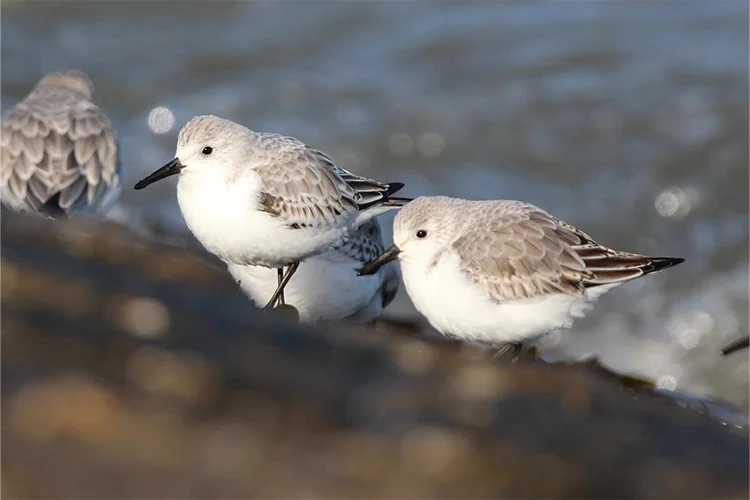 westwittering_conservation7