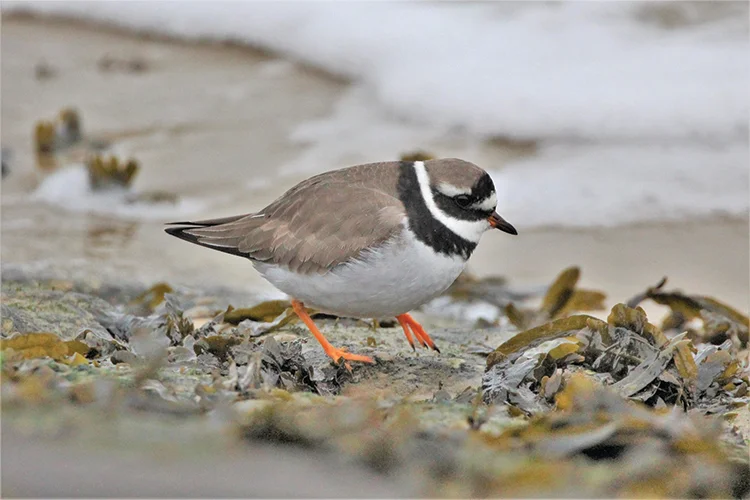 westwittering_conservation8